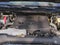 2025 Toyota Tundra 4WD 4WD Limited CrewMax 5.5' Bed (Natl)