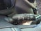 2024 Toyota Sequoia Platinum RWD (Natl)